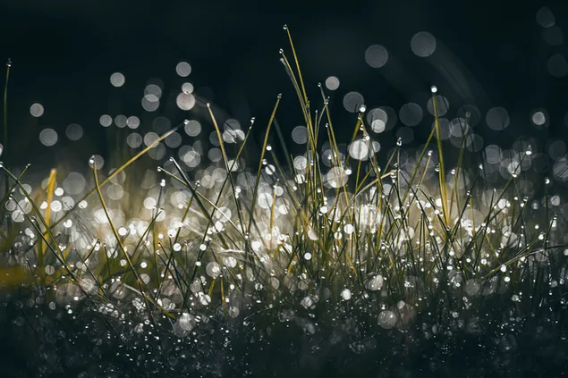 harmatcsepp a fuben letoltes