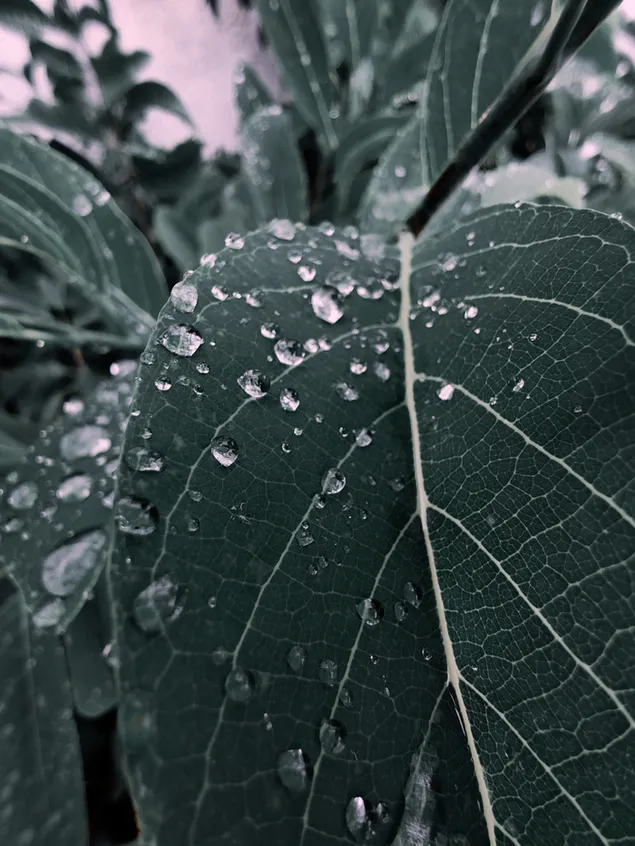 Dew drops on leaf download