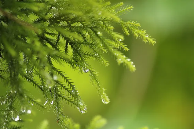 iseul bangul daunrodeu