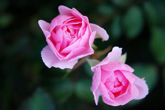 Tautropfen auf einer blühenden rosa Rose herunterladen