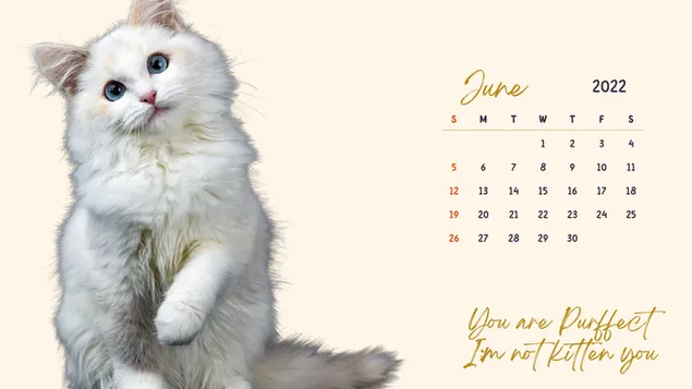 デジタルカレンダー猫をテーマにした-2022年6月