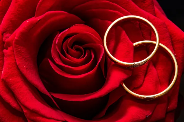 Día de San Valentín - anillos en la rosa roja