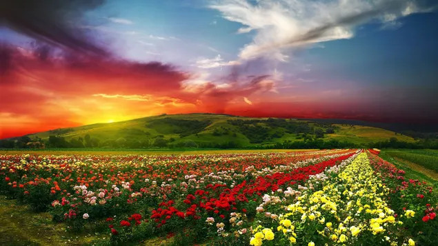 Die einzigartige Schönheit des gelben, roten und weißen bewölkten Himmels mit grünen Hügeln und einem Feld bunter Blumen.