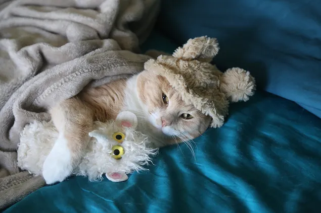 Die niedliche gelbe Katze mit Plüschmütze schläft gleich mit ihrem Spielzeug ein