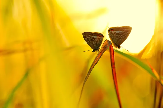 蝶のカップル
