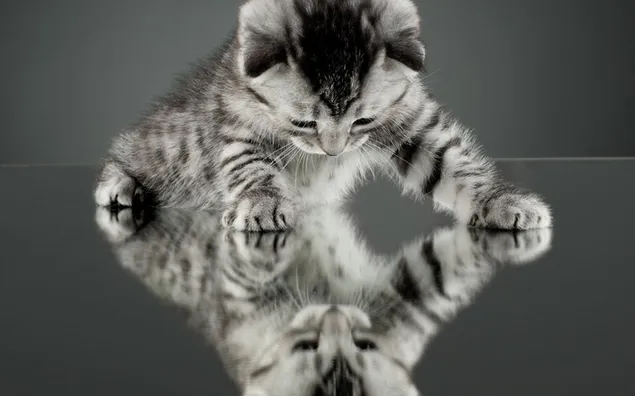 Die Reflexion des entzückenden grauen Kätzchens der getigerten Katze