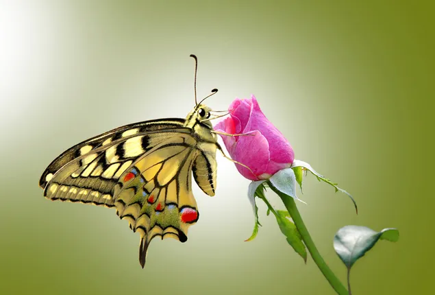 蝶と花の色が一致