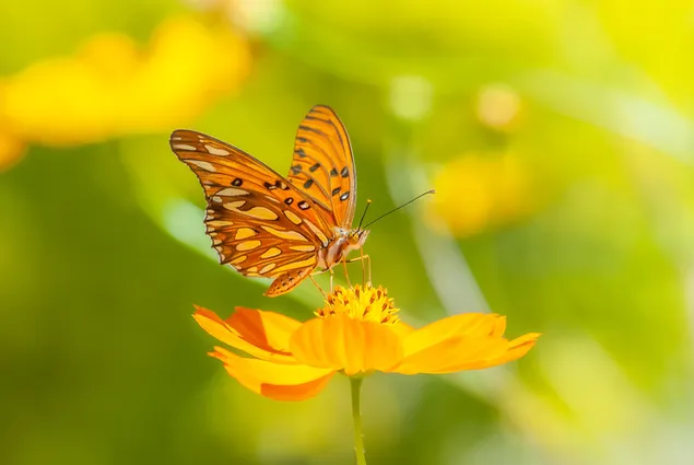蝶と黄色い花