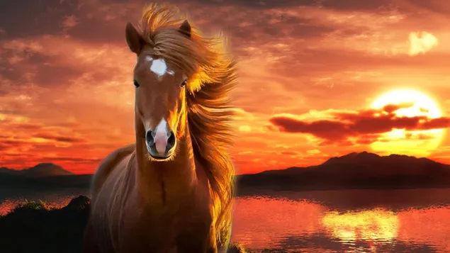 Dier - Paard download