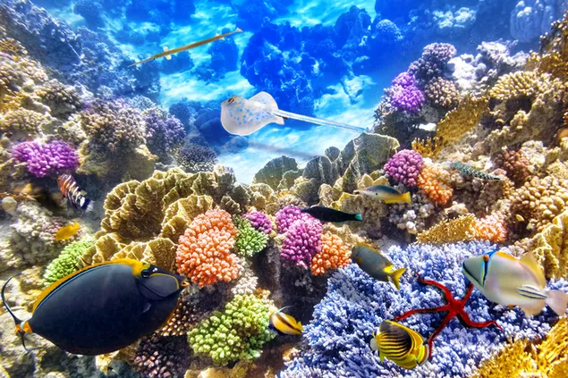 海の下のさまざまな海の生き物 6K 壁紙