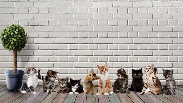 different types of cat  download