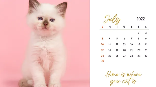 Calendario digital con temática de gatos - julio de 2022