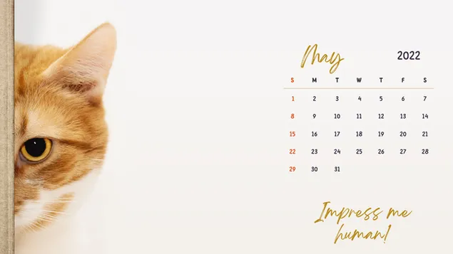 Digitale kalenderkat-tema - Mei 2022 aflaai