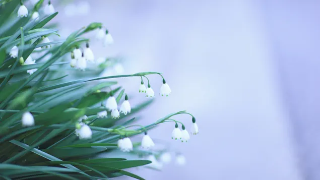 Diminutas flores de campana blancas