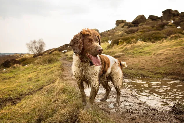 سگ کثیف کاغذدیواری  4K