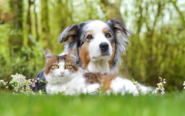 Dog and Cat download