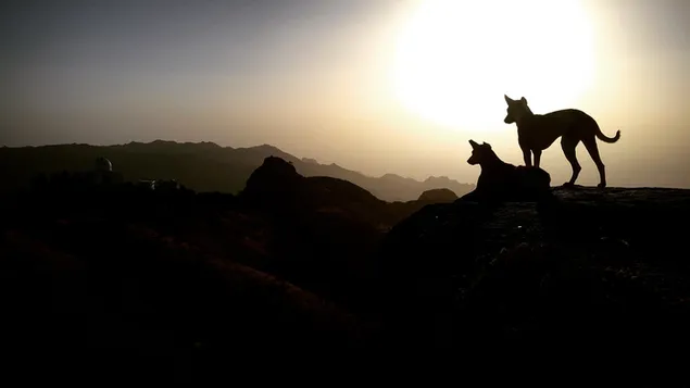 hond koppel eroflueden