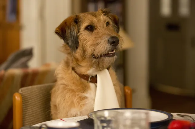 Anjing Di Meja Makan unduhan