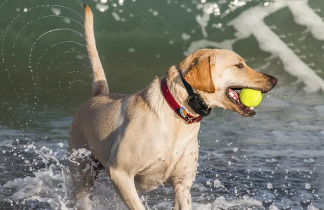 ビーチでボールを持って海の近くで遊ぶ犬 4K 壁紙