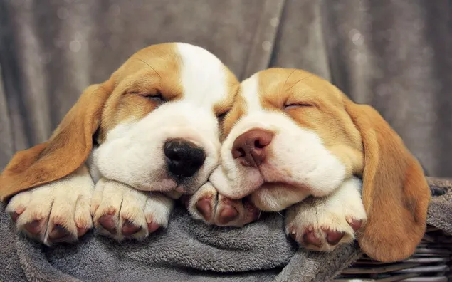 Hond, puppy's, beagle, puppy, slaap, schattig HD achtergrond