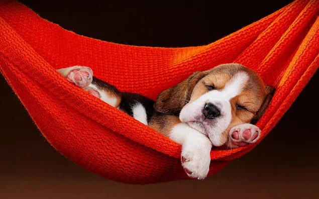Hond, puppy, slapen, hangmat, schattig