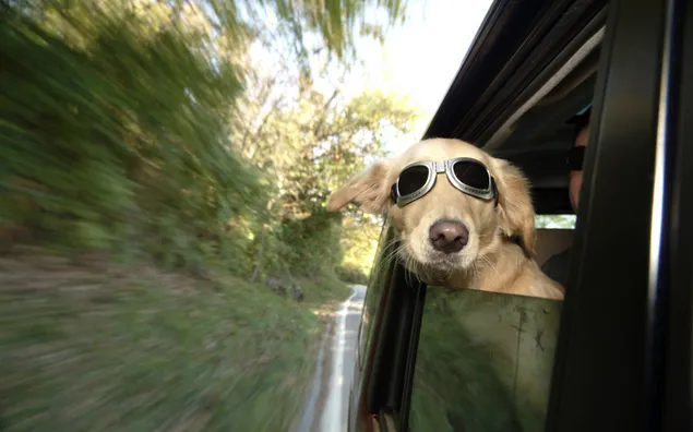 Paseo del viento del perro