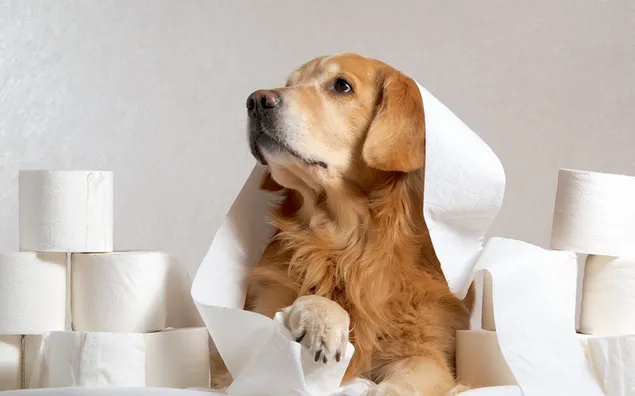 Hond met papierrollen