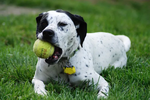 Doggie got the ball
