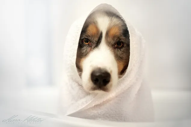 Doggy na het douchen