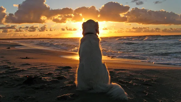 Doggy zonsondergang strand HD achtergrond
