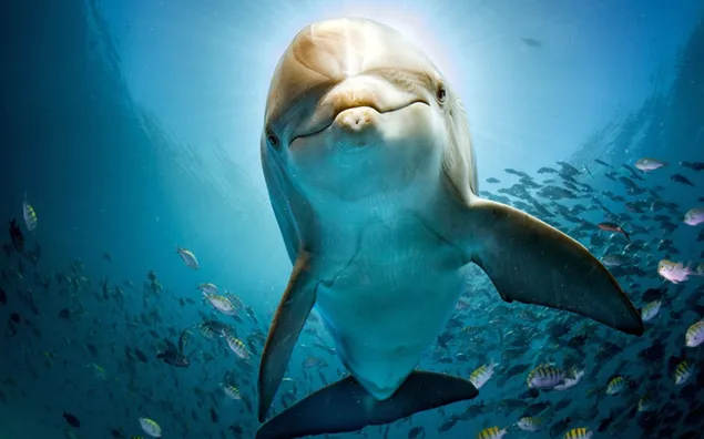 Dolfijnen zwemmen met verschillende vissen op de bodem van de zee download