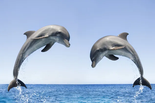 Dolfijnen genieten van de zee buiten