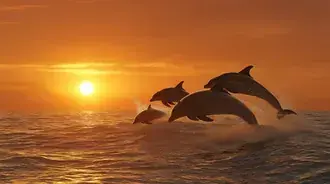 dauphins sautant joyeusement au coucher du soleil sur l'ocean dore telechargement