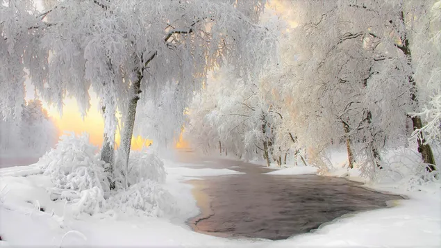冬の川と日没の木々