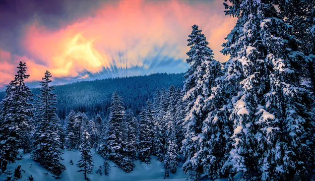 冬の森に沈む夕日