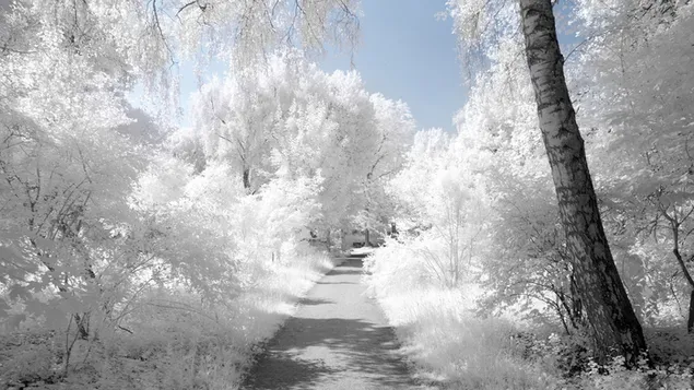 冬の小道の風景