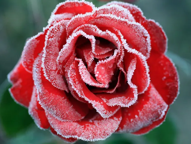 凍った赤いバラ