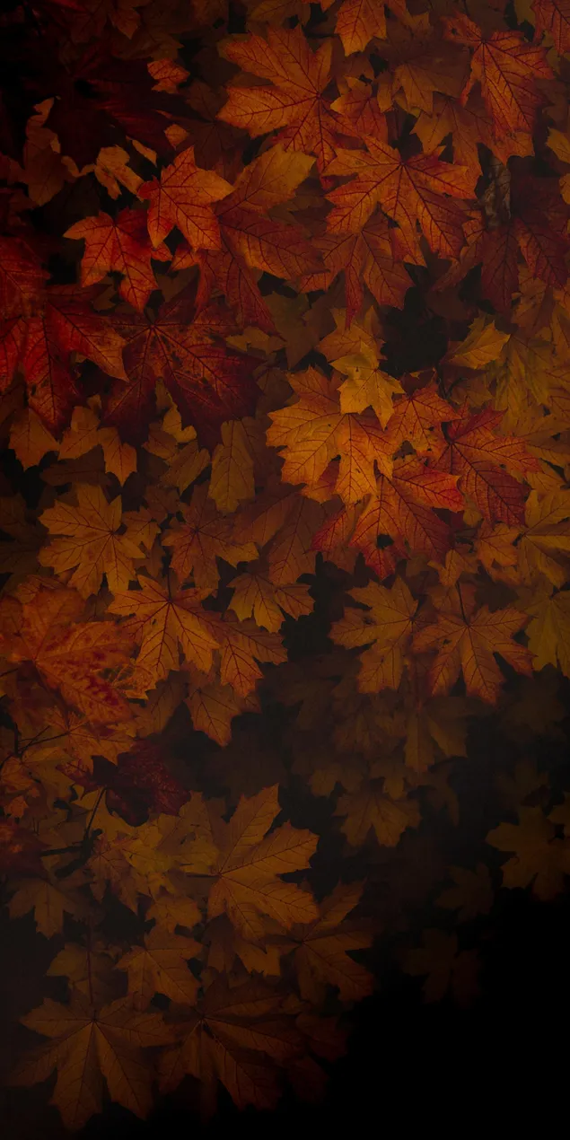 Donkere herfstbladeren herfst