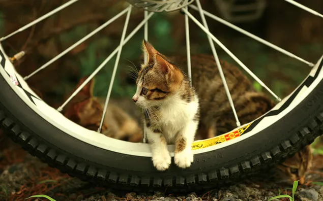 Dos gatitos atigrados jugando en una bicicleta