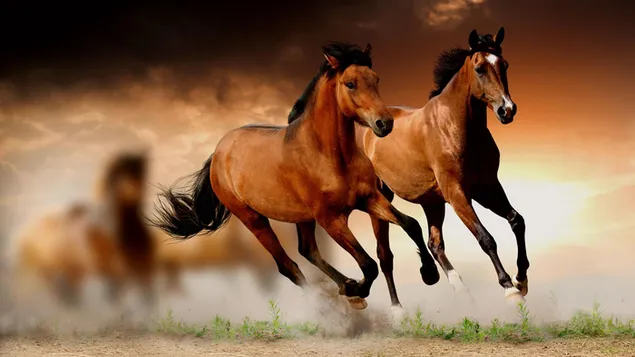 Dos hermosos caballos marrones galopando libremente en la naturaleza descargar