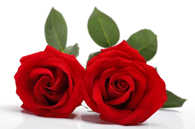 Double Red Rose