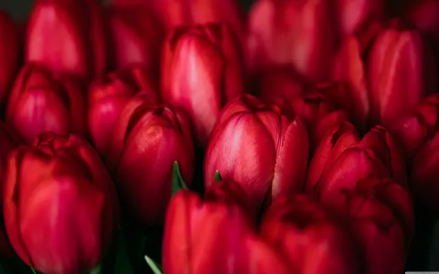 Download Red Tulips Ultra HD download
