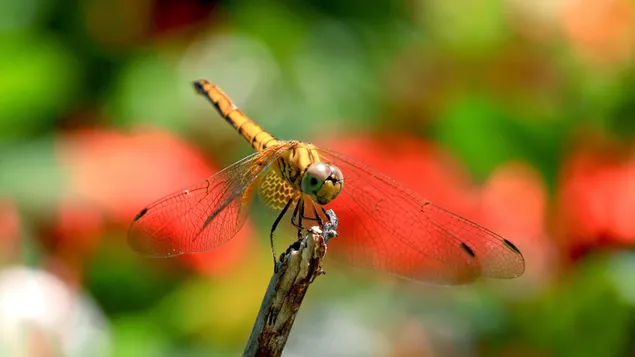 Dragonfly download