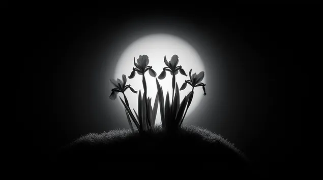 Ταπετσαρία Δραματική σιλουέτα ίριδων ενάντια σε μια πανσέληνο 2K