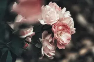戲劇性的粉紅色花瓣薔薇 4K 壁紙