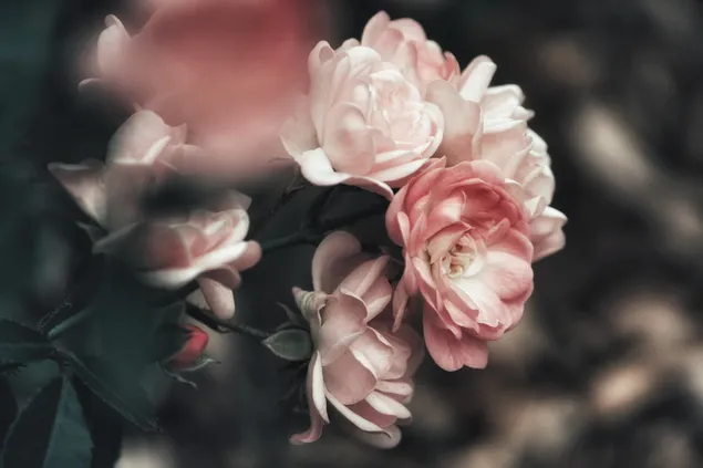 Dramatischer Rosenstrauch mit rosa Blütenblättern