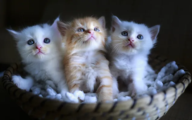 Drie schattige kittens in een klein mandje