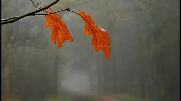 Hojas secas entre la lluvia de otoño en el bosque descargar