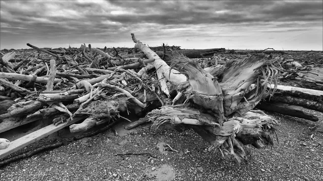 Plazhi Driftwood 4K sfond