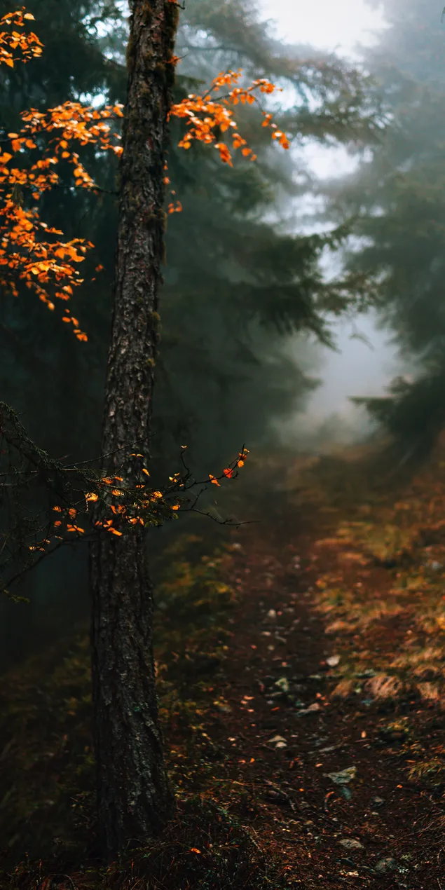 Droge gele bladboom op bosweg in mist